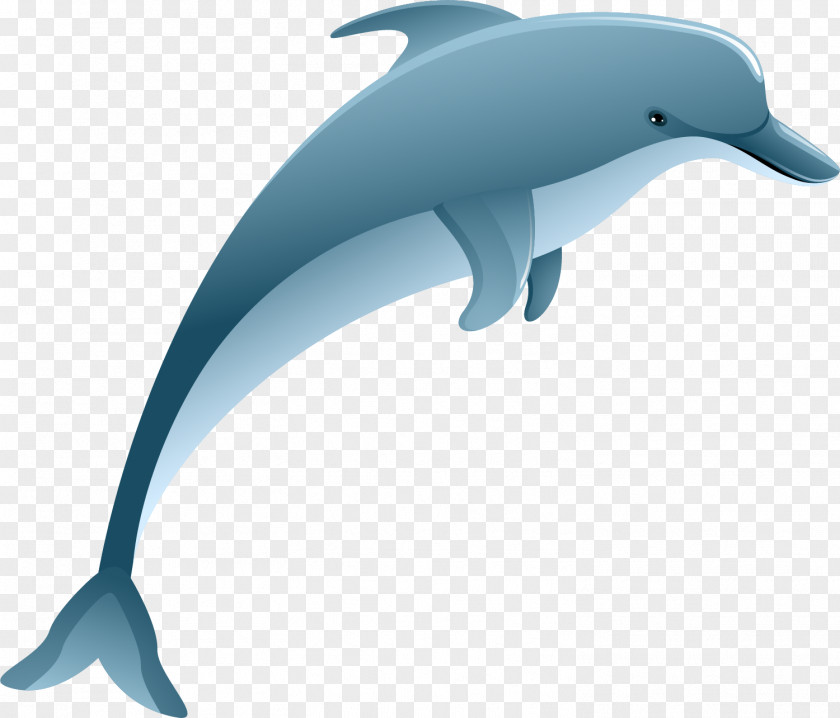 Cartoon Blue Dolphin Common Bottlenose Tucuxi Rough-toothed Short-beaked Spinner PNG