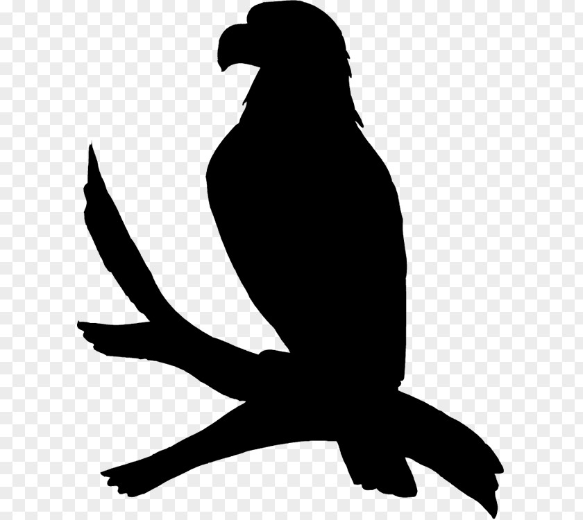 Claw Peregrine Falcon Bird Silhouette PNG