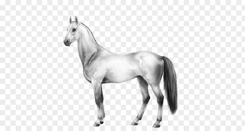 Equine Coat Color Mane Mustang Foal Stallion Colt PNG
