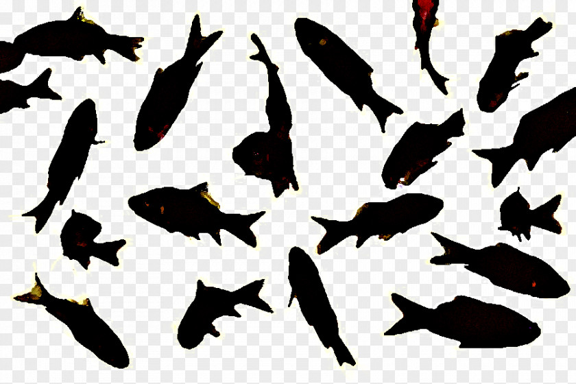 Goldfish Animal Cartoon PNG