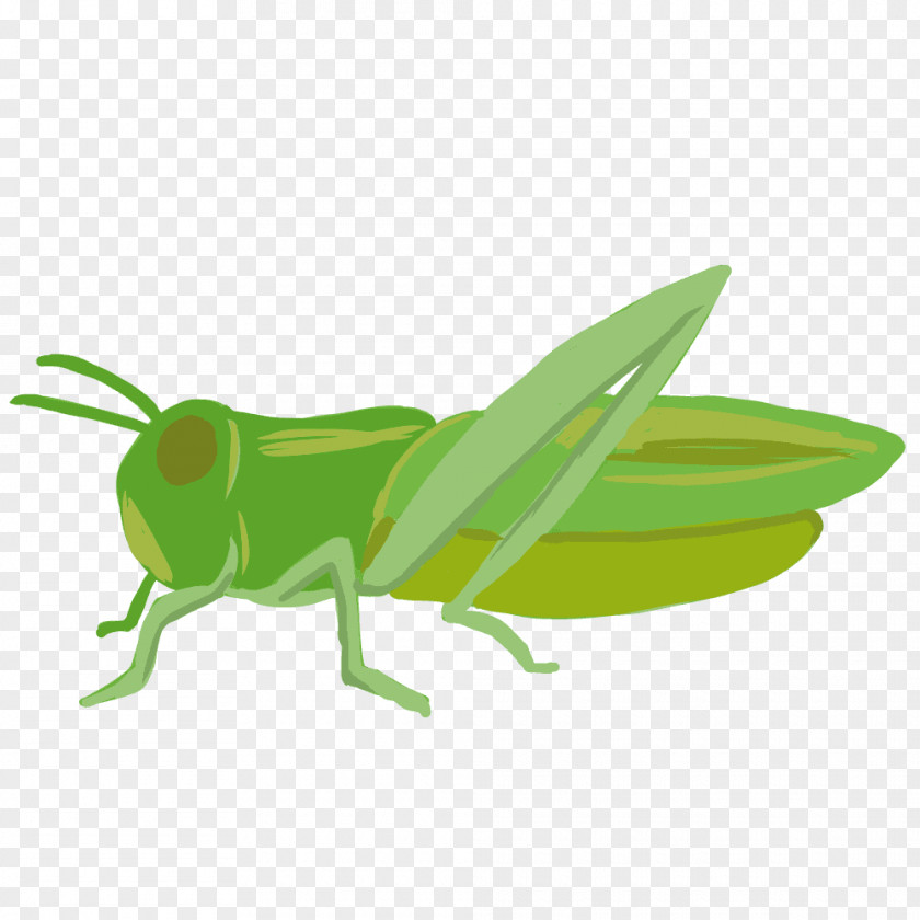 Insect Locust Caelifera Clip Art PNG