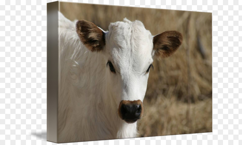 Longhorn Dairy Cattle Calf Texas Gallery Wrap PNG