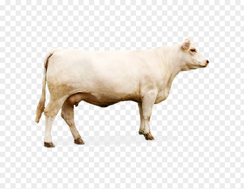 Bull Calf Charolais Cattle Ox Kaliningrad Oblast PNG