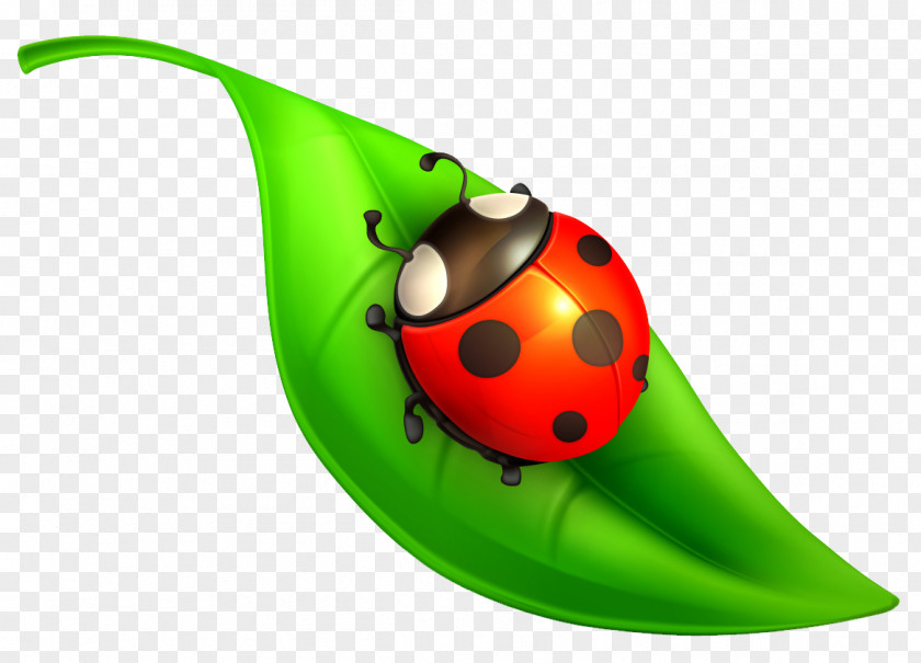 Insect Seven-spot Ladybird Clip Art PNG