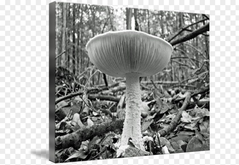 Mushroom Pleurotus Eryngii Agaricaceae PNG