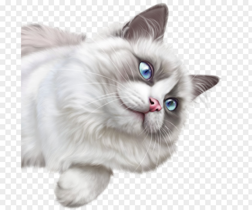 Puss In Boots Cat Kitten Clip Art PNG