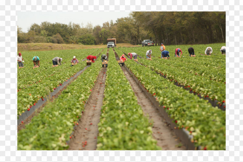 Strawberry Crop Farmworker Agriculture Plant City PNG