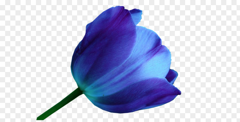 Watercolor Tulips Tulip Blue Flower Color Purple PNG