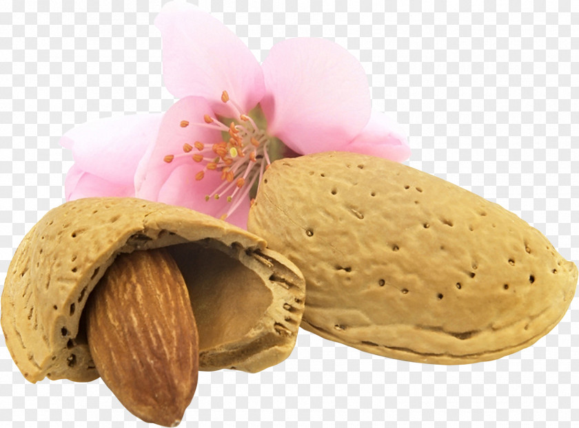 Almond PNG clipart PNG