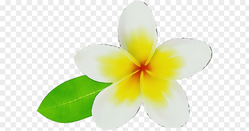 Flower Petal Yellow Plant Science PNG