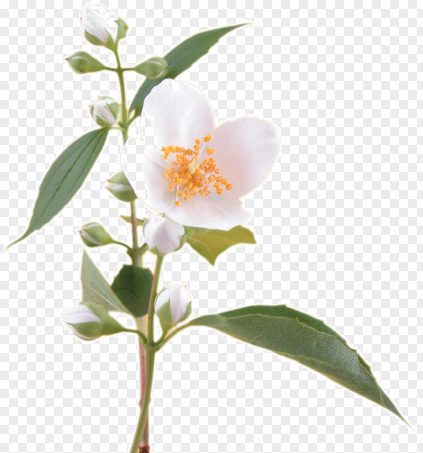 Jasmine Fragrance Oil Flower Arabian Soap PNG