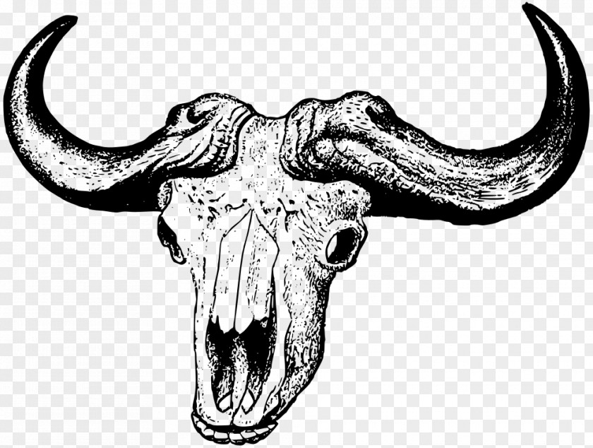 Skull African Buffalo Cattle American Bison Clip Art PNG