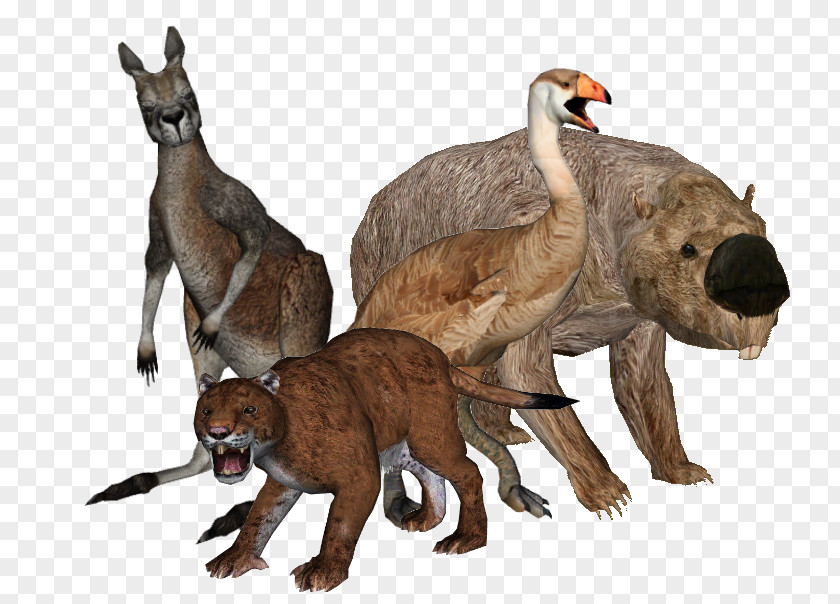 Australia Australian Megafauna Fauna Of Procoptodon PNG