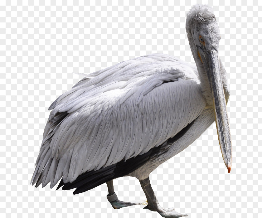Bird Pelicans Mute Swan Goose PNG