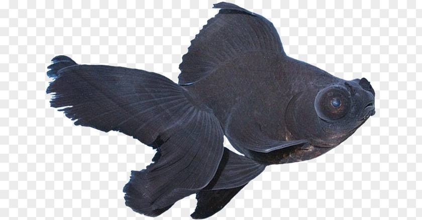 Fish Black Telescope Ornamental Anubias Barteri PNG