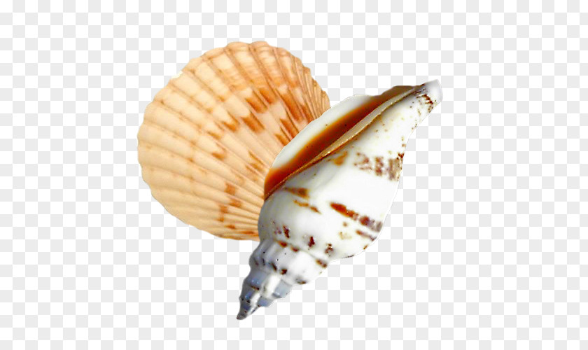 Seashell Cockle Conchology Sea Snail PNG