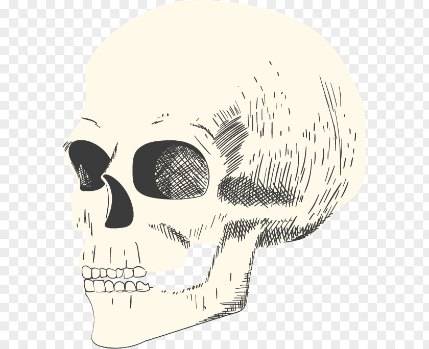 Vector Skull Illustration PNG