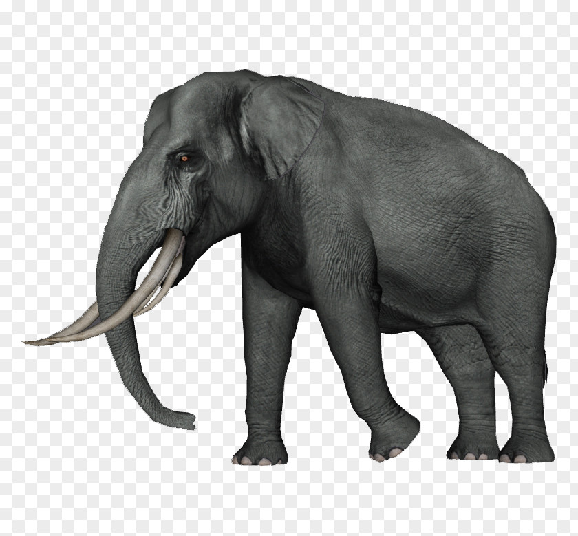 Dwarf Asian Elephant Zoo Tycoon 2 Straight-tusked PNG