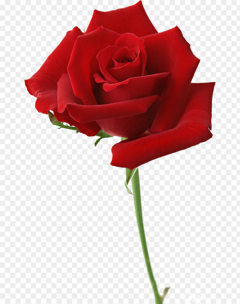 Flower Beach Rose Garden Roses Red Desktop Wallpaper PNG