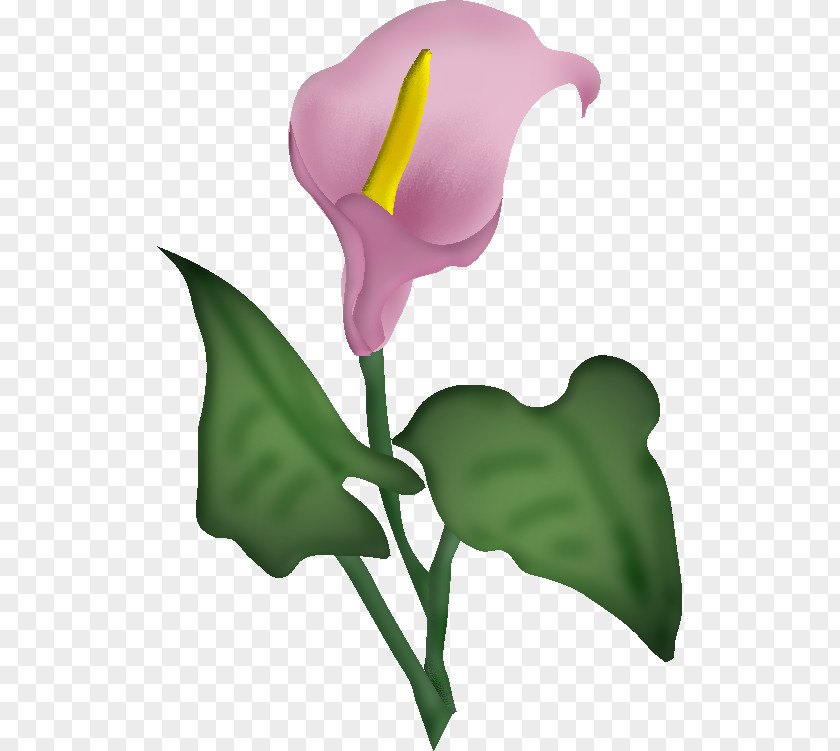 Flower Blume Painting Clip Art PNG