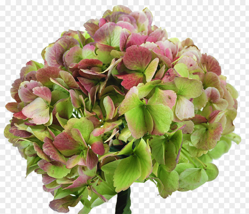 Flower Hydrangea Cut Flowers Garden Roses PNG
