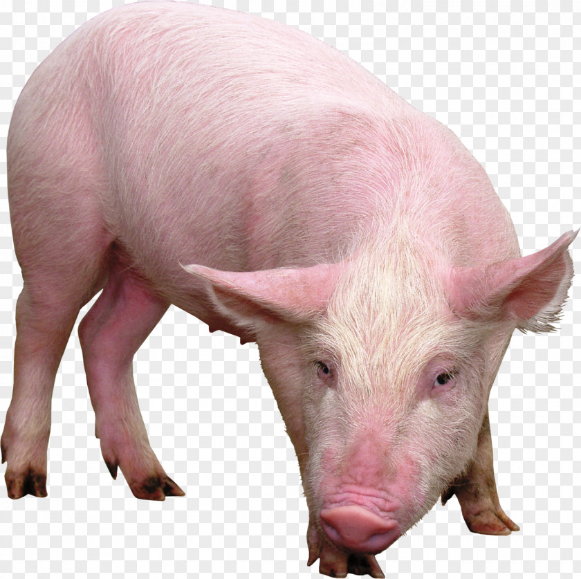 Fumaça Domestic Pig Desktop Wallpaper PNG