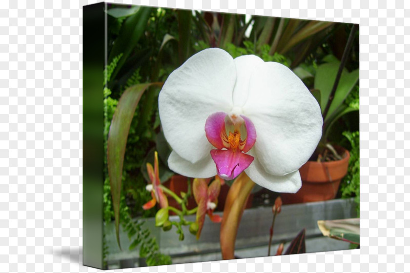 Pink Orchid Moth Orchids Plant Imagekind PNG