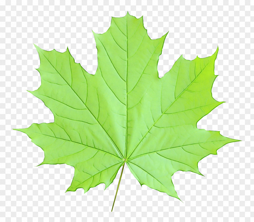 Silver Maple Sweet Gum Red Tree PNG
