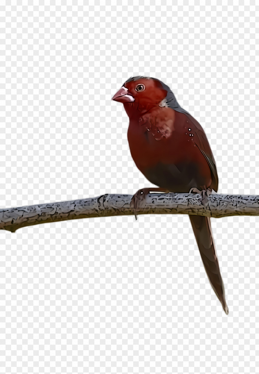 Songbird Finch Bird Beak Perching PNG
