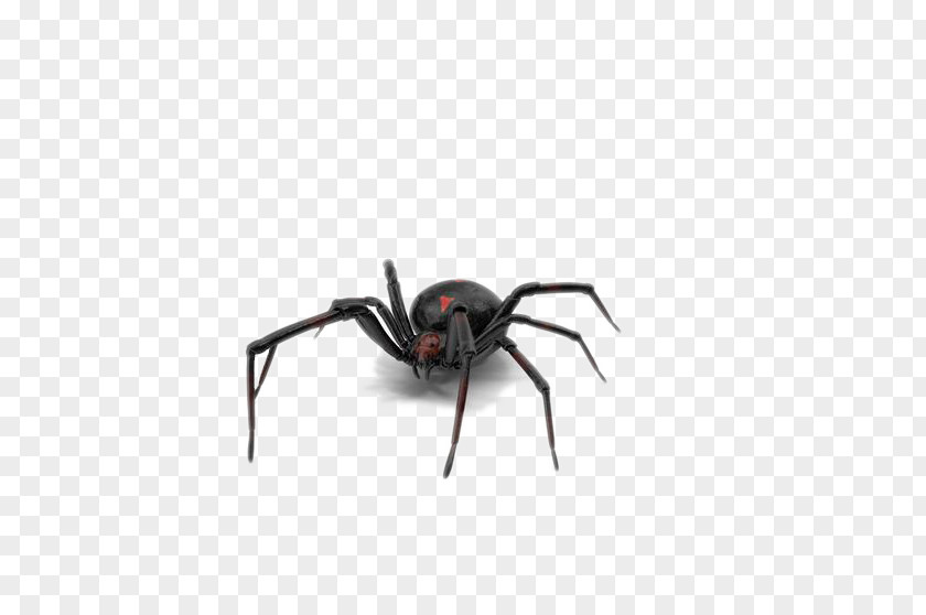 Black Spider Southern Widow PNG