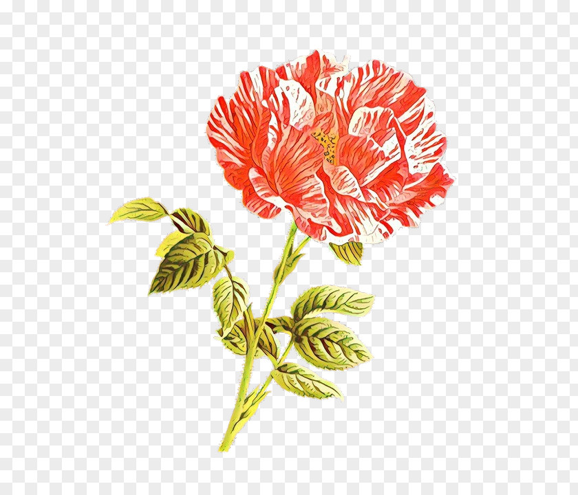 Carnation Cut Flowers Floral Design Rose Alstroemeriaceae PNG