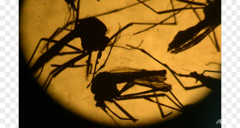 Mosquito 2015–16 Zika Virus Epidemic Mosquito-borne Disease PNG