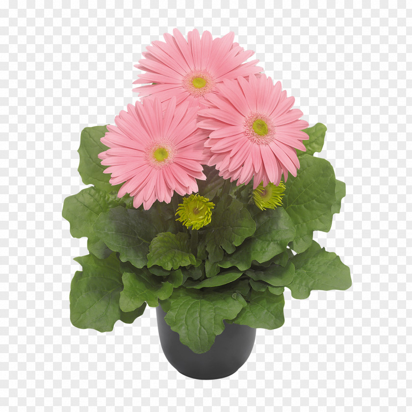 Pot Plant Cut Flowers Floristry Floral Design Chrysanthemum PNG