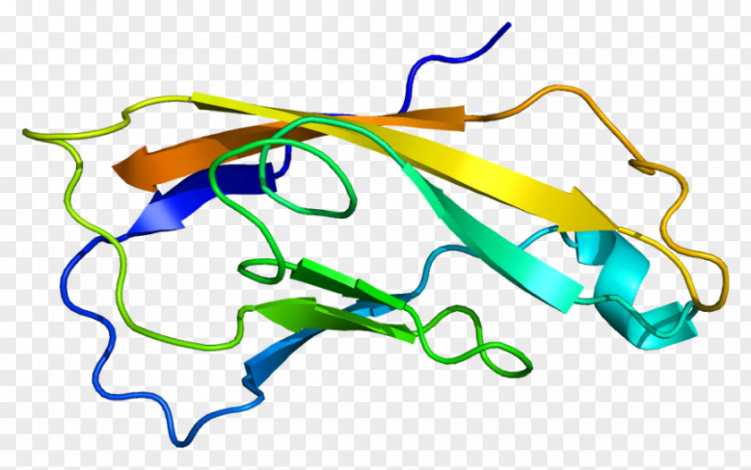 CDH2 Cadherin Alpha-fetoprotein Gene PNG