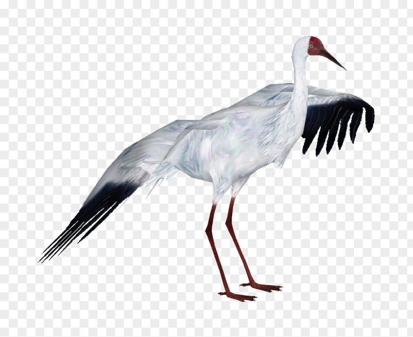 Crane Zoo Tycoon 2: African Adventure Bird White Stork PNG