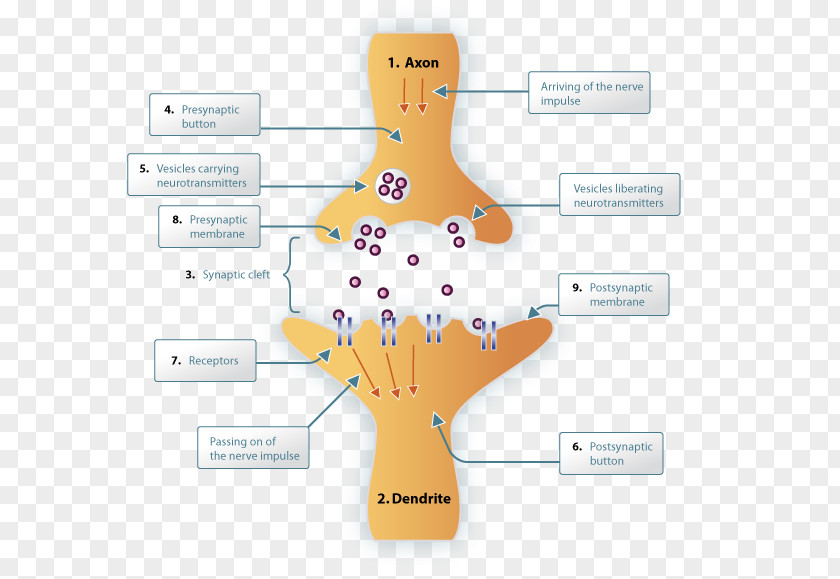 Dendrite Synapse Neurotransmitter Neuron Nervous System Synaptic Cleft PNG