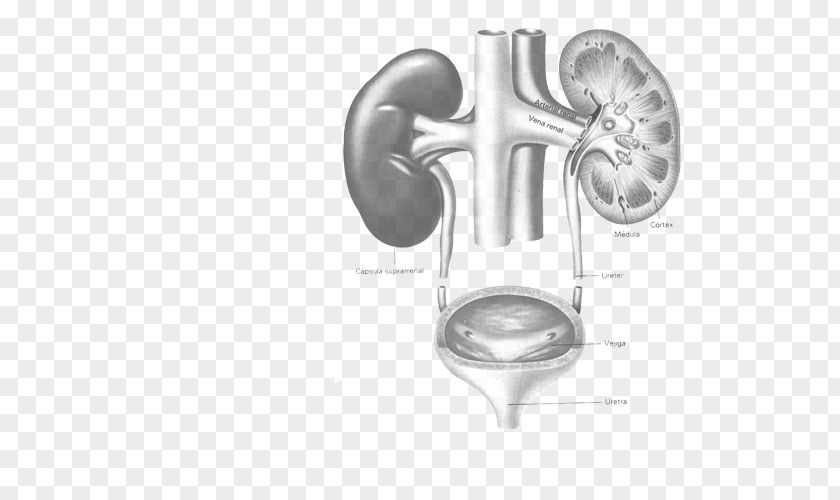 Endourologia Urology Kidney Surgery Nephrology Clinic PNG