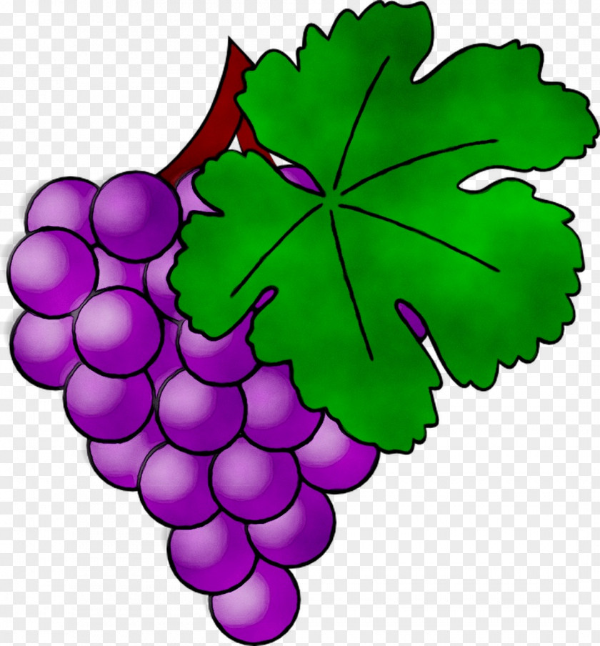 Grape Leaves Clip Art Microsoft PowerPoint Leaf PNG