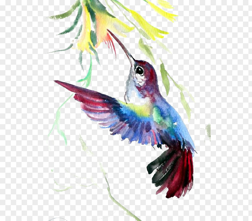 Hummingbird PNG clipart PNG