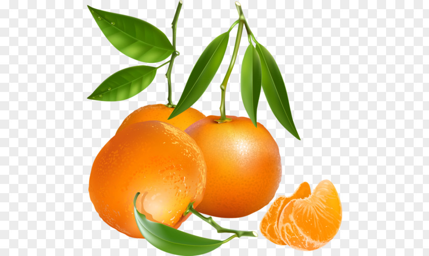Orange Tangerine Mandarin Vector Graphics Clip Art PNG