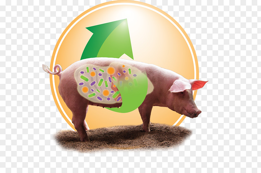 Pig Domestic Probiotic Nutrition Bacillus Cereus PNG