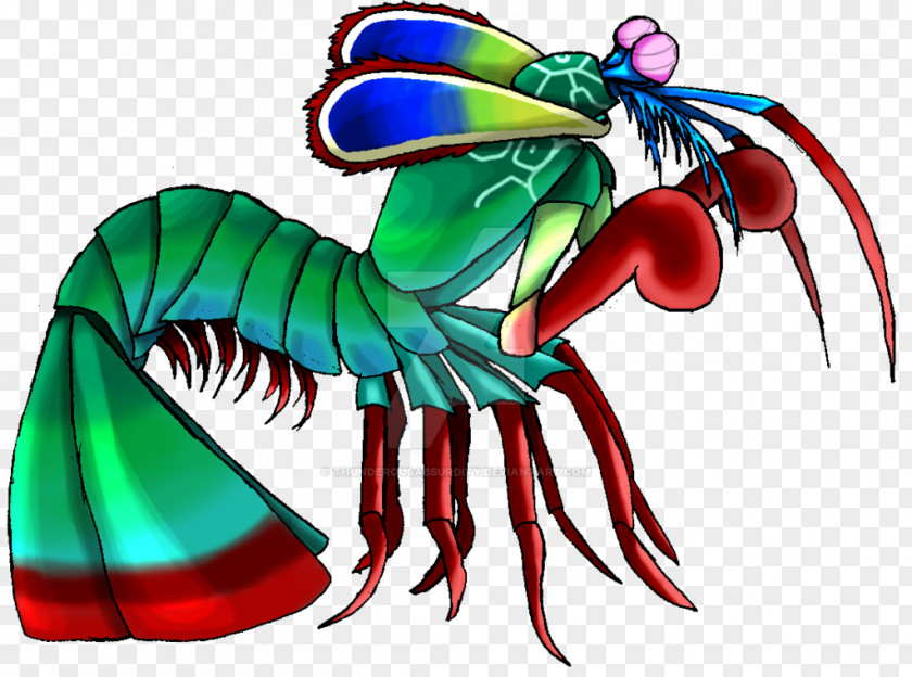 Shrimps Mantis Shrimp Odontodactylus Scyllarus Drawing Clip Art PNG