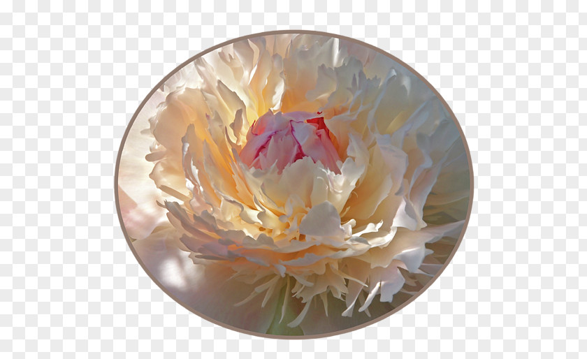 Ton Peony Tableware PNG