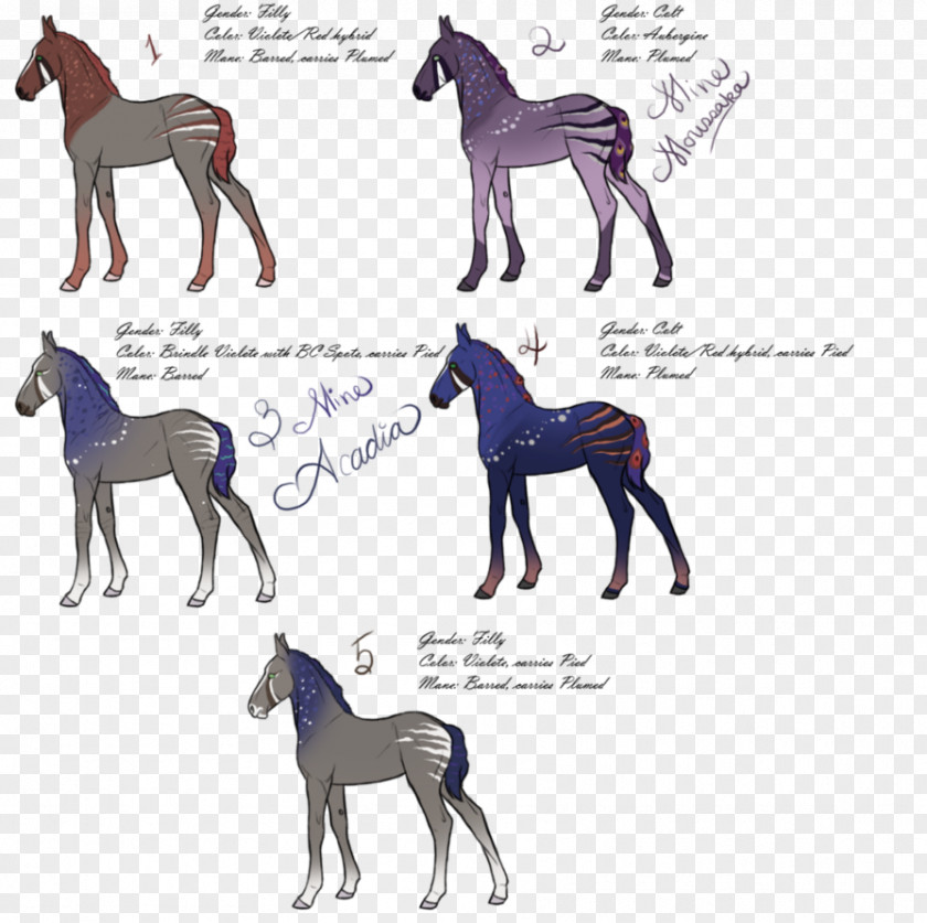 Dog Foal Colt Stallion Horse PNG