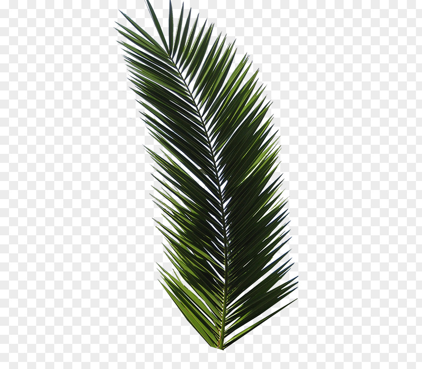 Green Palm Leaves Printed T-shirt Tropical Design Tropics PNG