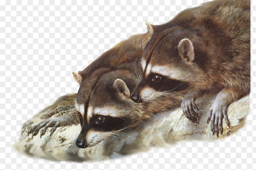 Raccoon Painting Wildlife Desktop Wallpaper Gray Wolf PNG