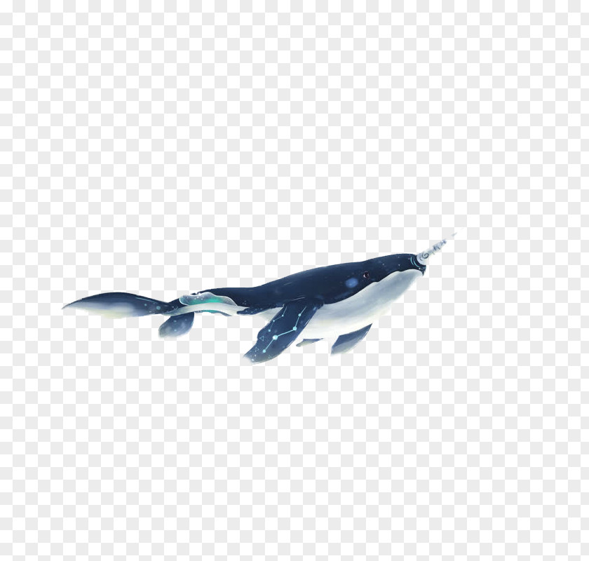 Shark Cartoon Download Illustration PNG