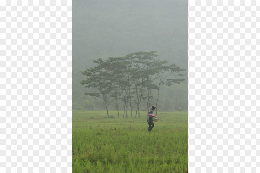 Short Film Grassland Land Lot Ecosystem Grasses Hill Station PNG