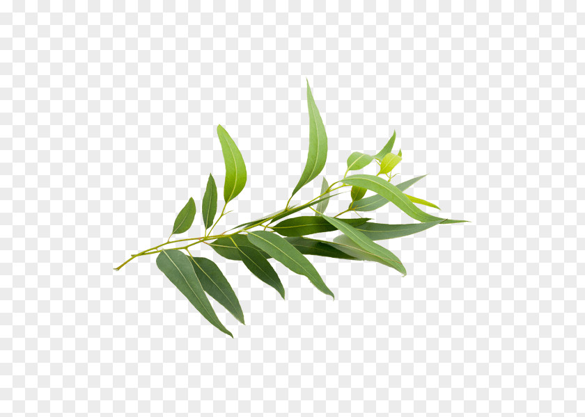 Eucalyptus Radiata Smithii Globulus Polybractea Oil PNG