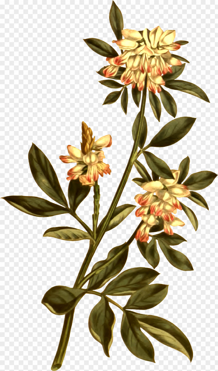 Flower Botanical Illustration Botany Banksia PNG